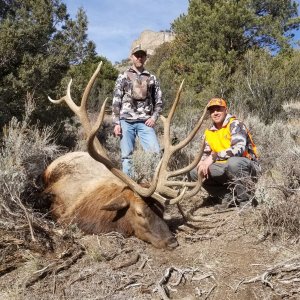 Huge Mt. Dutton Trophy Bull Elk
