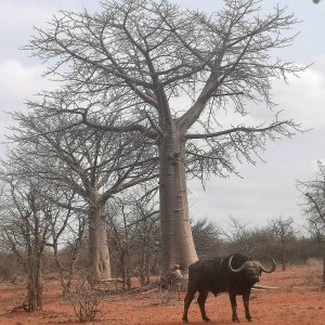 Buffalo in the Baobab forest.