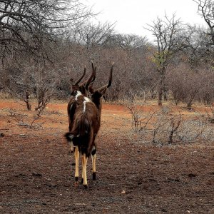 Nyala Bulls. South Africa