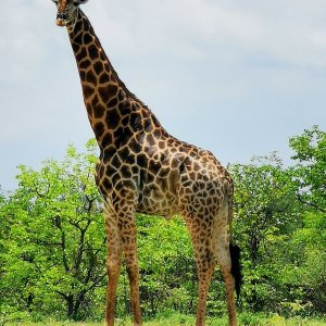 Giraffe. South Africa