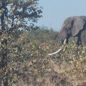 Elephant in the brush.jpeg