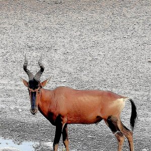 Red hartebeest. South Africa.