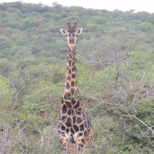 Dark Giraffe. South Africa