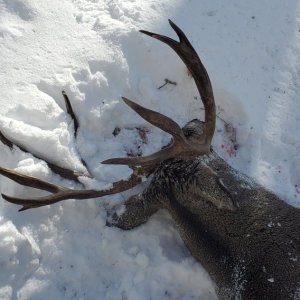 3rd season Colorado deer down!