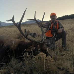 Bull Elk Success