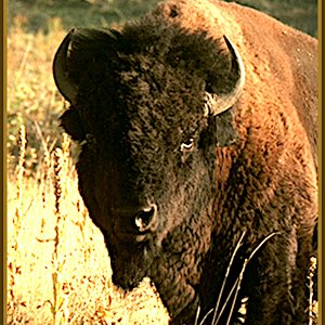 #bison3B.jpg