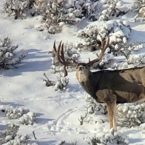 Giant Rutting Mule Deer Buck