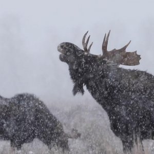 Moose sparring in the snow