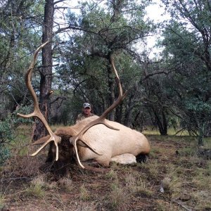 Monster New Mexico Elk.jpg
