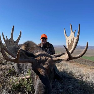 Wyoming Bull Moose.jpg