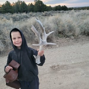 Crazy Cool Muley Antler