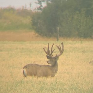 Mike's Outfitting Non-typical Buck.JPG