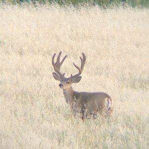 Mike's Outfitting Trophy Muley.JPG