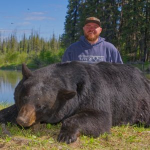Saskatchewan Black Bear