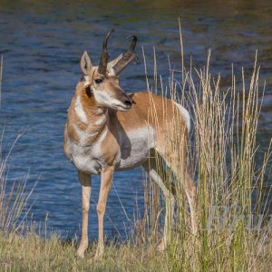 Antelope September 2015 a-3516.JPG