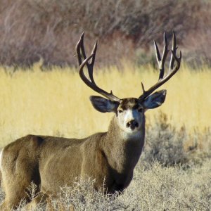 Great Looking Muley