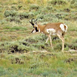 Antelope bucks 025.JPG