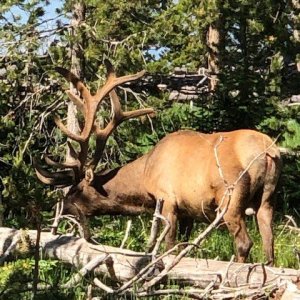 Wyoming Elk 2022.jpg
