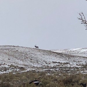 Elk at Bentleys.jpg