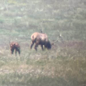 Elk 8-28-22.jpg