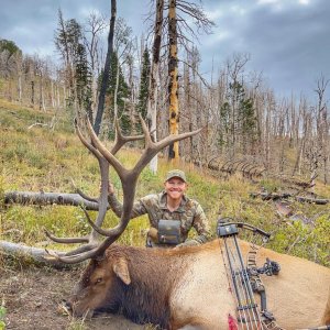 Bull Elk Tag Filled for Huntnful