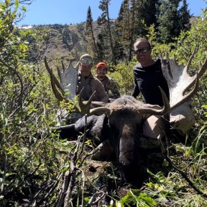 Big Ole Bull Moose