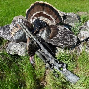 Air Gun Turkey