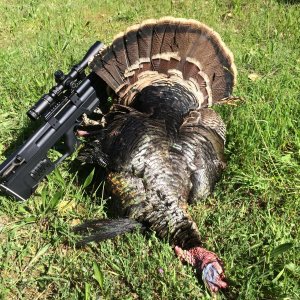 Air Gun Turkey Hunting