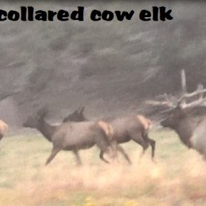 collared cow elk.jpg