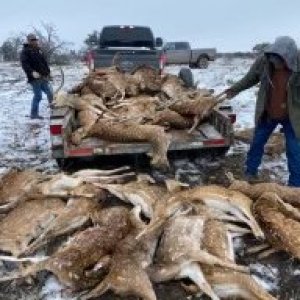 Texas cold hammers the wildlife
