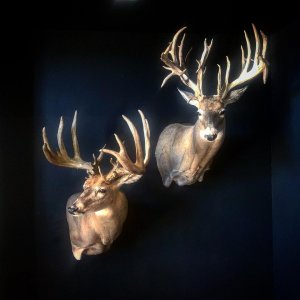 Couple Great Whitetail Trophies