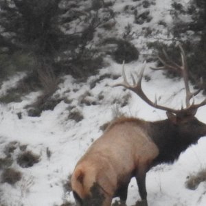 Wintering Bull Elk