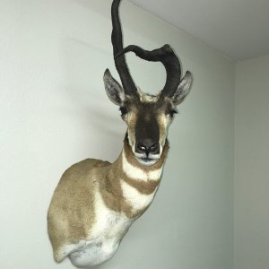 antelope .jpg