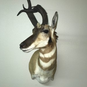 antelope 1.jpg