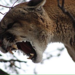 cougar-lion-hunts-1.jpg