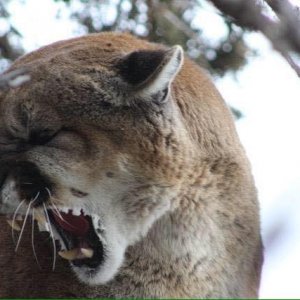cougar-lion-hunts-4.jpg