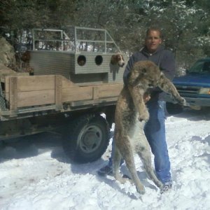 cougar-lion-hunts-8.jpg