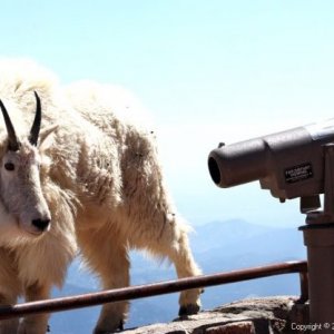 mountain-goat-viewing-600x417.jpg