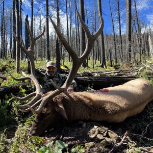 H and A Outfitters Big Bull Elk.JPG
