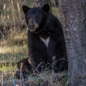 Bear September 2016 a-8772.jpg