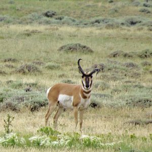Antelope bucks 016.JPG