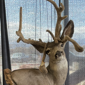 This Buck has Character!