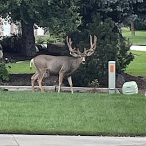 Front yard buck.jpg