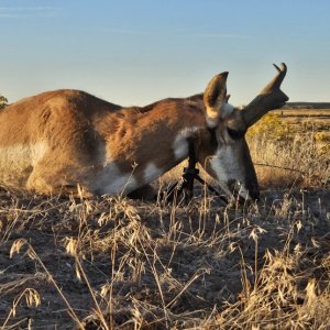 Utah Muzzleloader Antelope Success