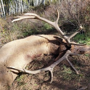 Utah LE Wasatch Muzzleloader Bull for DBLung