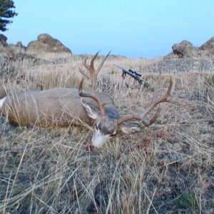 Awesome Wyoming Buck for wytex