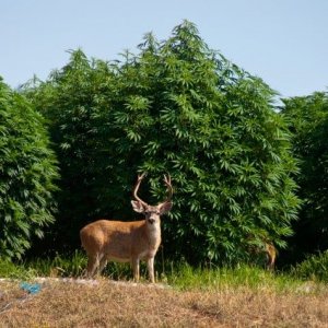 Deer-marijuana-1-2-1024x476.jpg