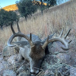 Coues Buck Down.jpeg