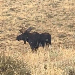 Nevada moose.jpg