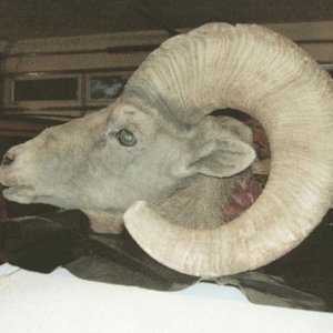 Sheep 2.jpg